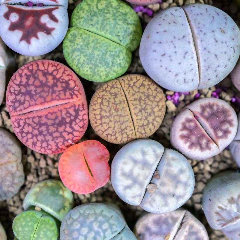 Lithops Pebble Plants Mixed (zaad) - Levende steentjes (Blad)