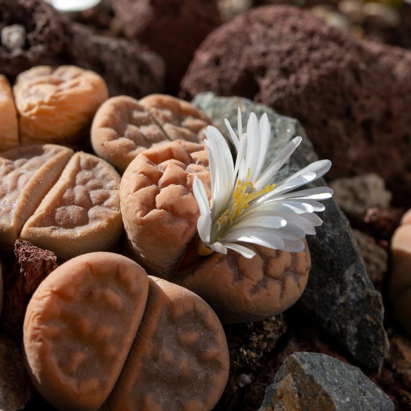 Lithops Pebble Plants Mixed (zaad) - Levende steentjes (Bloei)