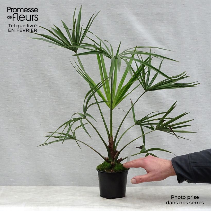 Example of Livistona benthamii - Palmier de Bentham Pot van 12 cm / 13 cm as you get in hiver