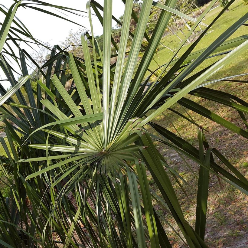 Livistona benthamii - Waaierpalm (Foliage)