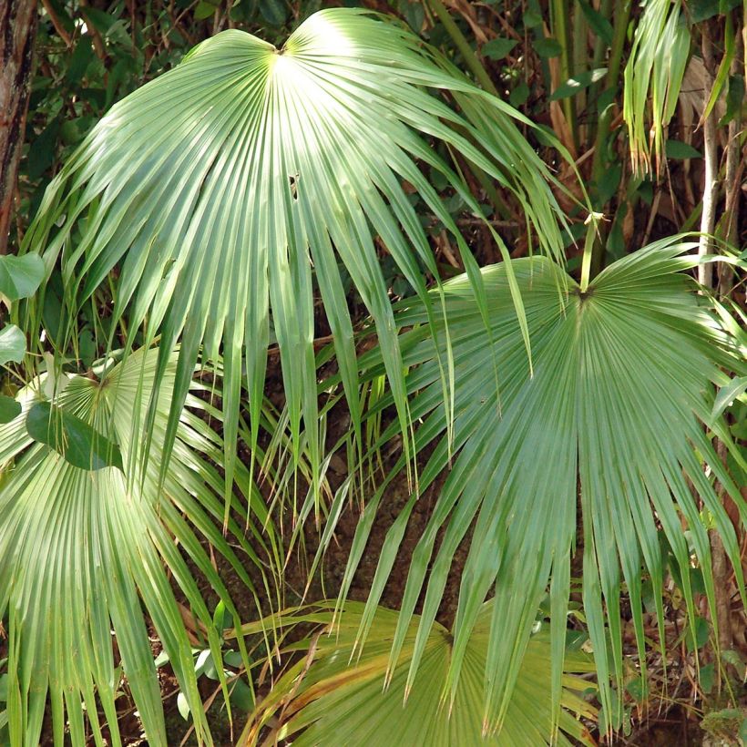 Livistona chinensis - Chinese waaierpalm (Foliage)