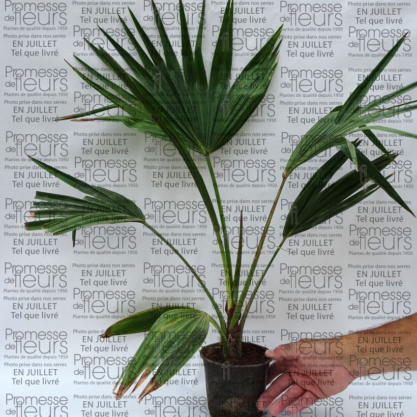 Exemplaar van Livistona chinensis - Chinese waaierpalm Pot van 7,5 l/10 l zoals geleverd in de zomer