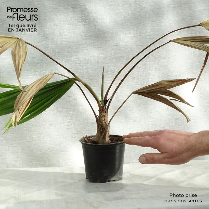 Example of Livistona chinensis - Palmier éventail japonais  Pot van 7,5 l/10 l as you get in hiver