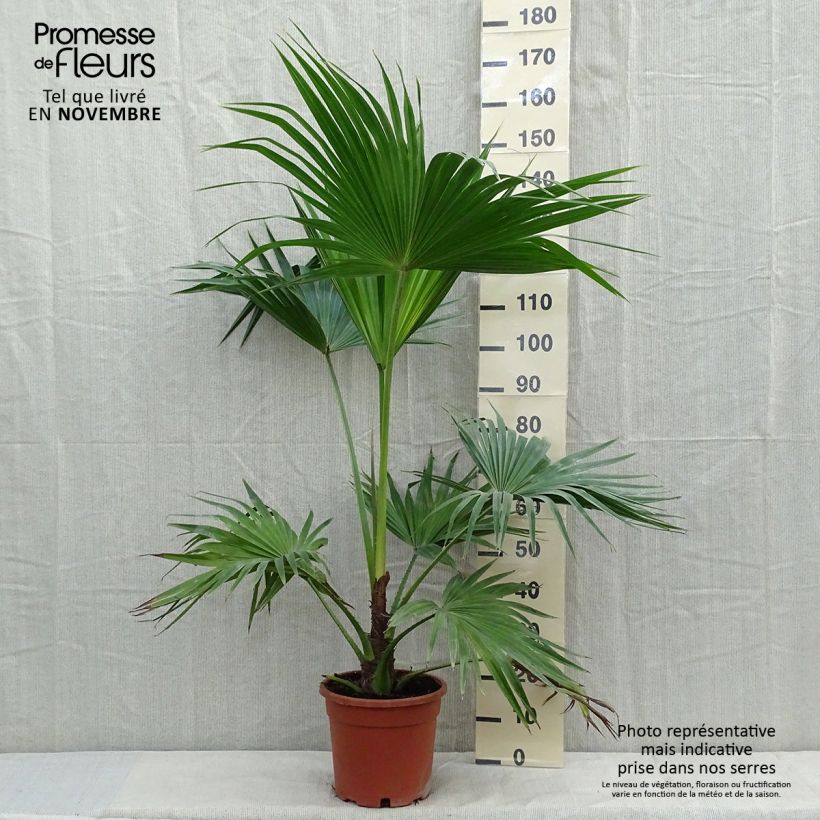 Exemplaar van Livistona chinensis - Chinese waaierpalm Pot van 7,5 l/10 l zoals geleverd in de herfst