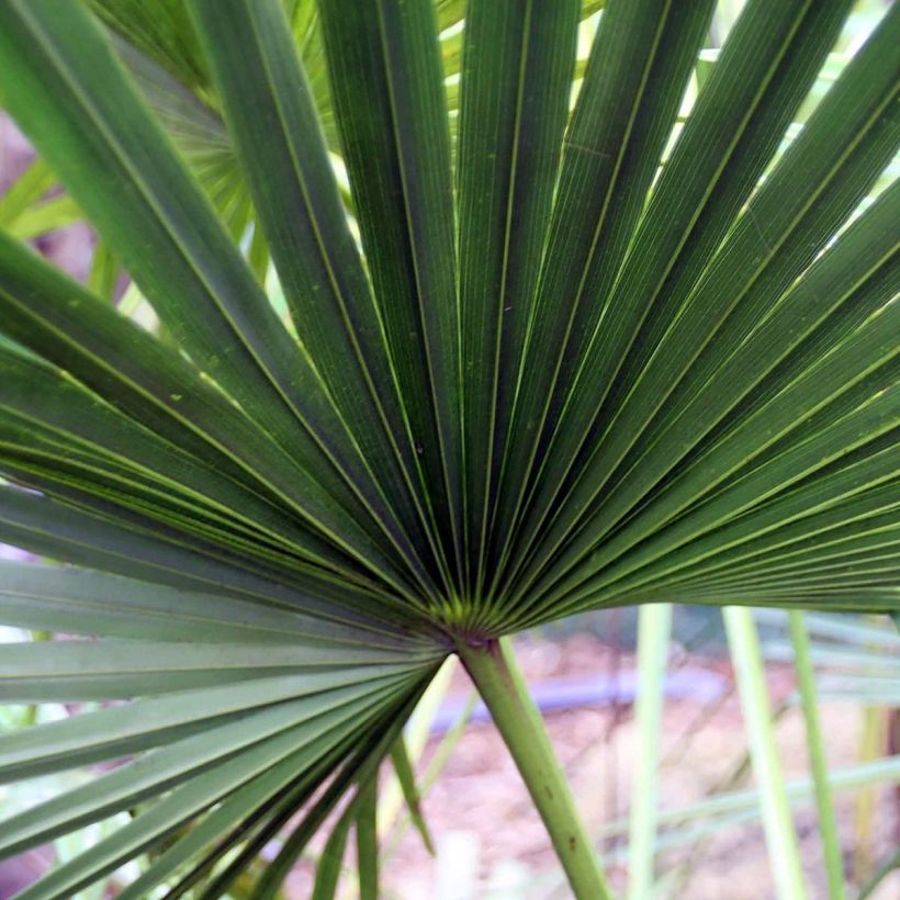 Livistona fulva - Waaierpalm (Foliage)
