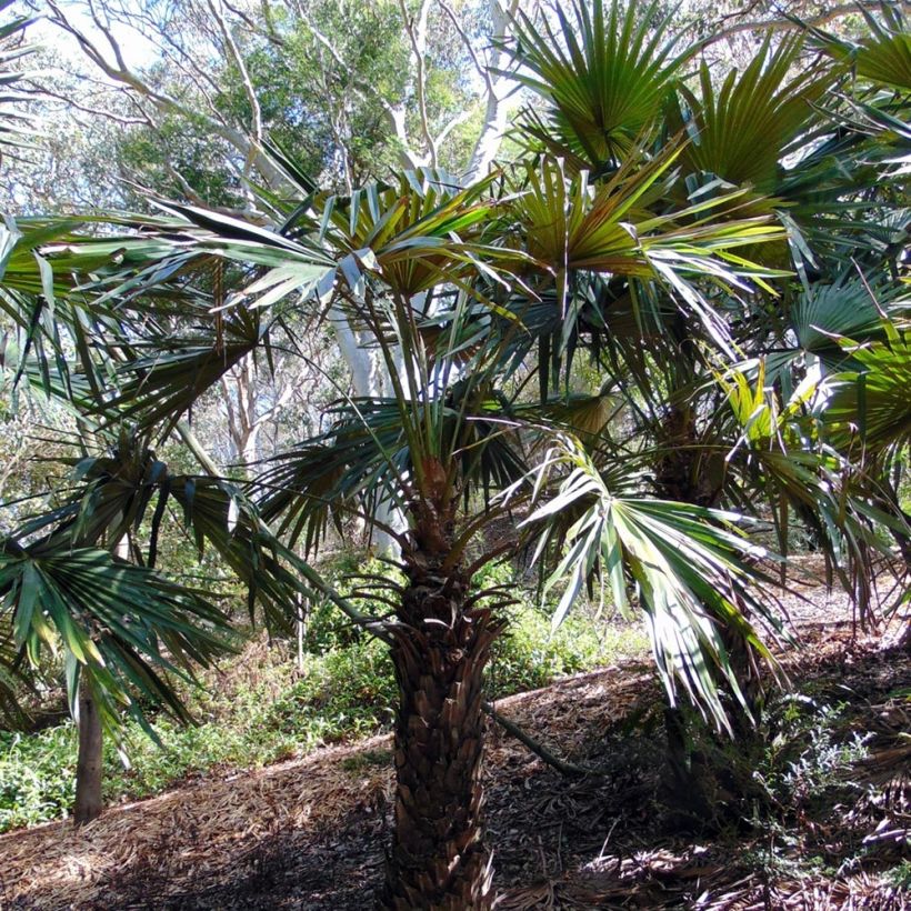 Livistona fulva - Waaierpalm (Plant habit)