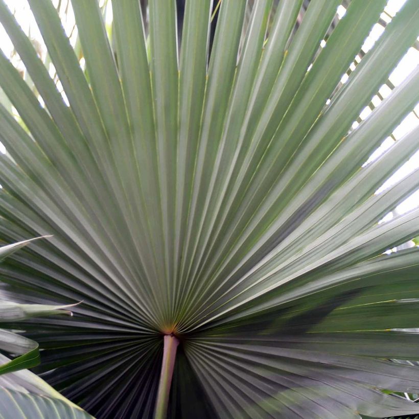 Livistona mariae - Waaierpalm (Foliage)