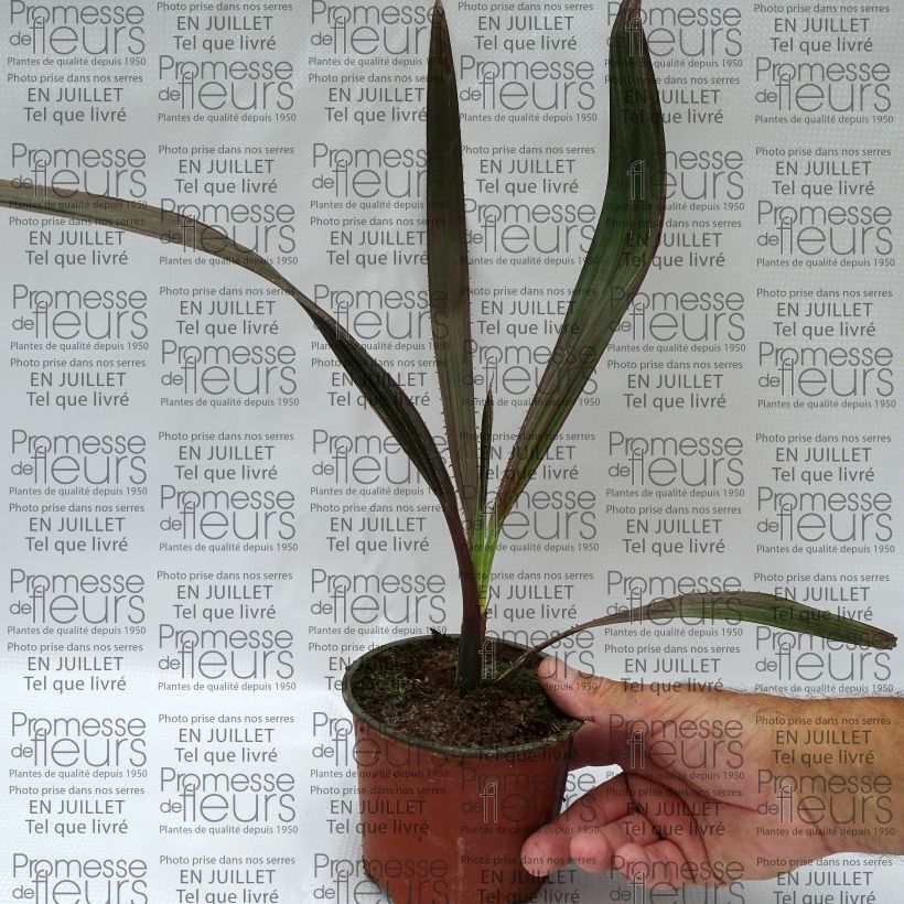 Exemplaar van Livistona mariae - Waaierpalm Pot van 12 cm / 13 cm zoals geleverd in de zomer