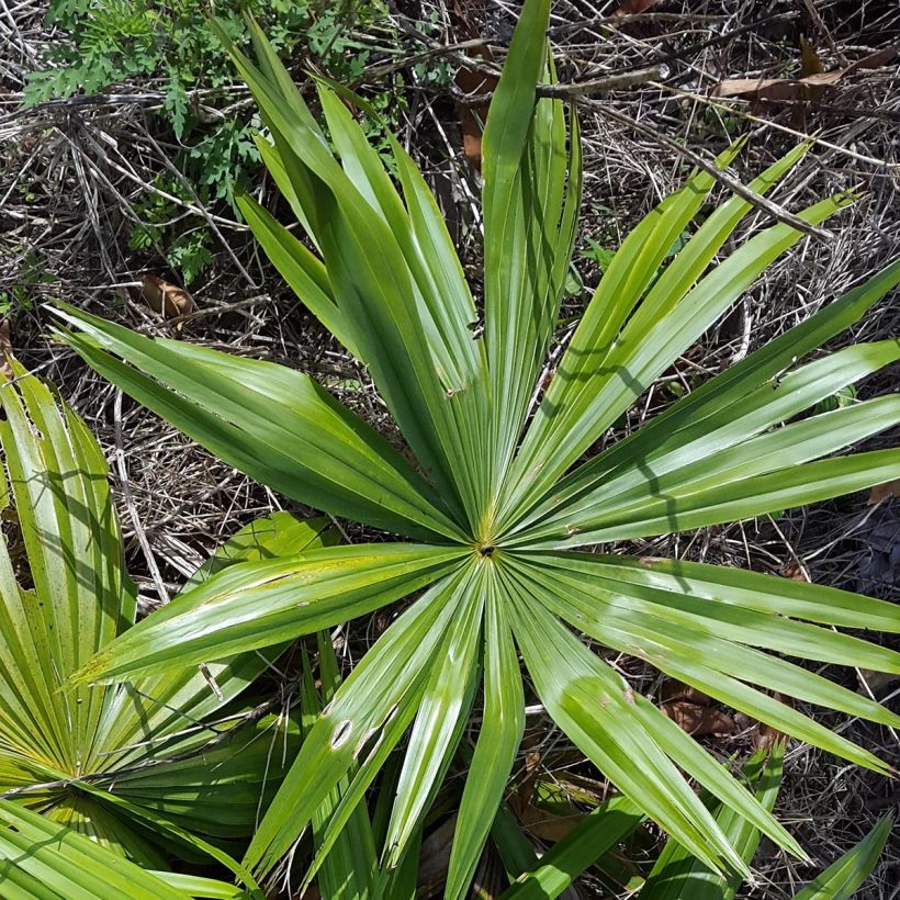 Livistona saribus - Waaierpalm (Foliage)
