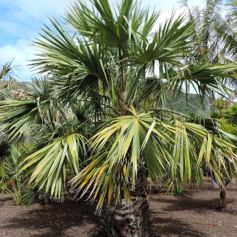 Livistona saribus - Waaierpalm (Plant habit)