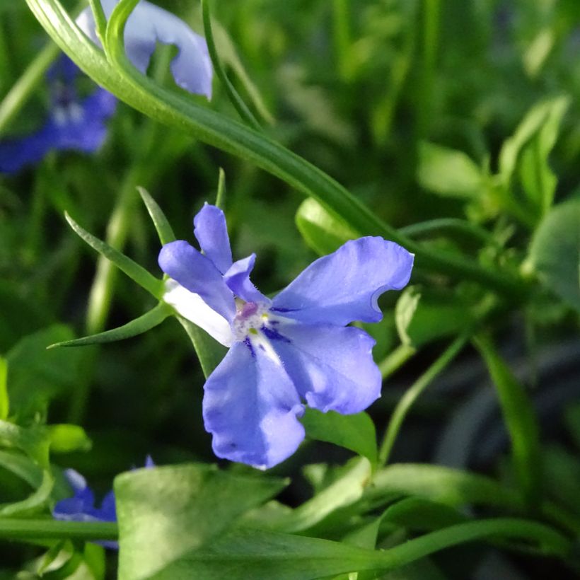 Lobelia Anabel Blue - Hanglobelia (Flowering)