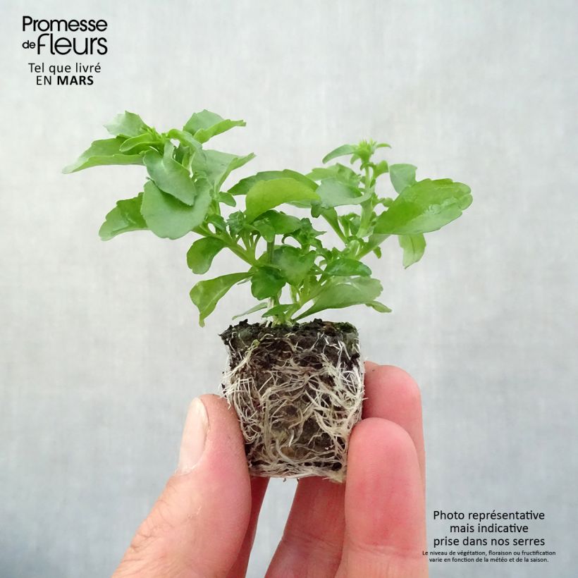 Example of Lobélia Anabel Snow White  Mini-mot Ø 3/4 cm as you get in printemps