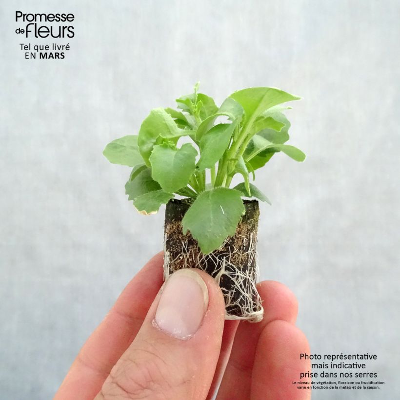 Example of Lobélia Hot Bavaria Mini-mot Ø 3/4 cm as you get in printemps