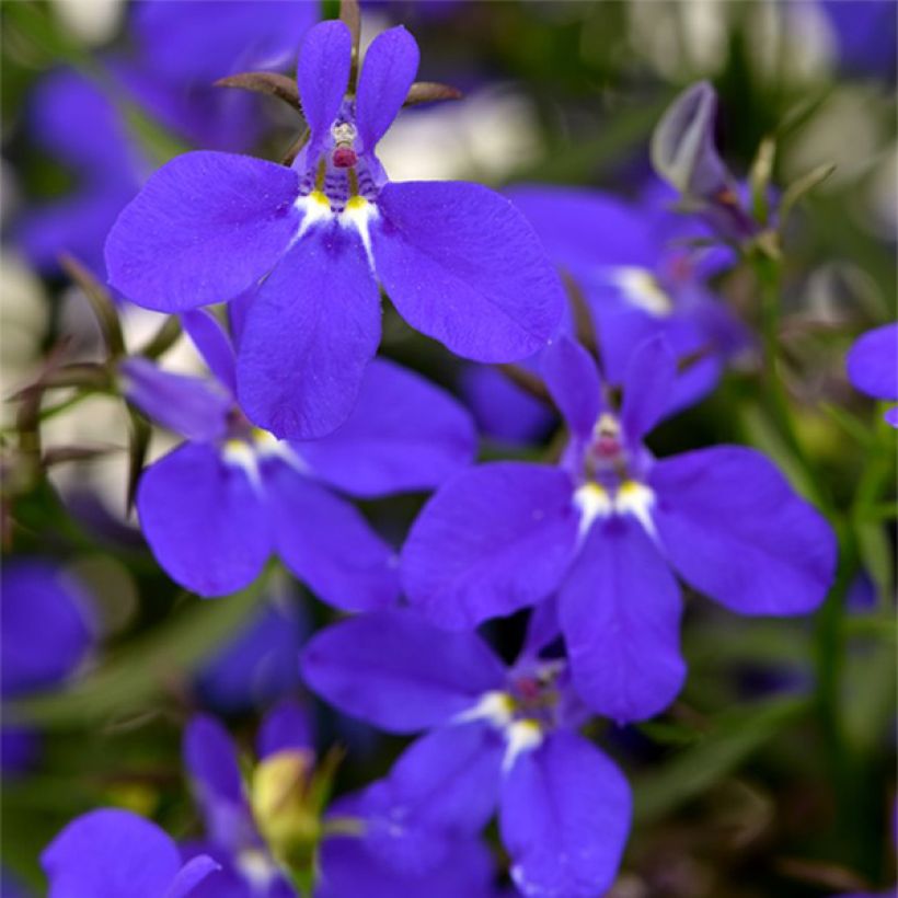 Lobelia Deep Blue Star - Hanglobelia (Bloei)