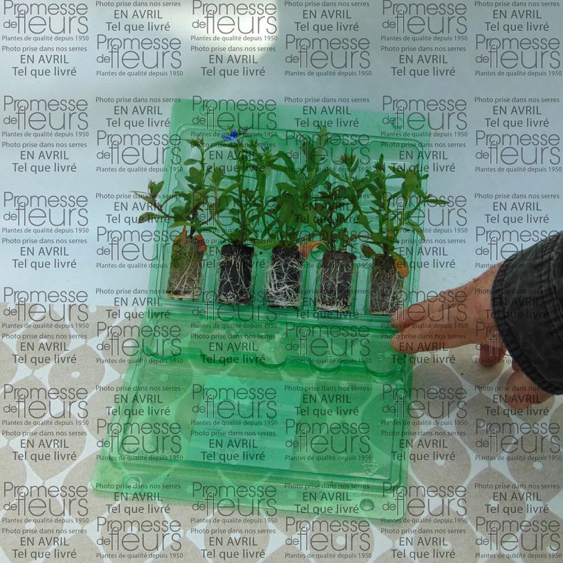 Voorbeeld van een exemplaar van Lobelia Deep Blue Star - Hanglobelia Mini-mot Ø 3/4 cm zoals geleverd