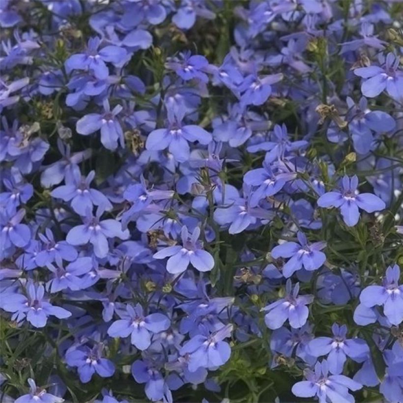 Lobelia Hot Water Blue - Hanglobelia (Flowering)