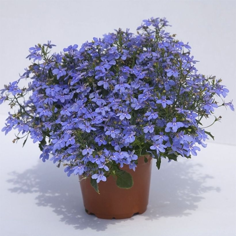 Lobelia Hot Water Blue - Hanglobelia (Plant habit)