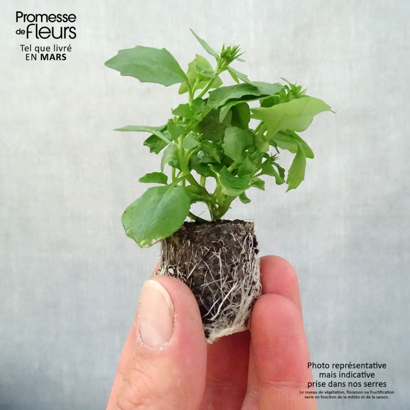 Example of Lobélia Hot Water Blue Mini-mot Ø 3/4 cm as you get in printemps