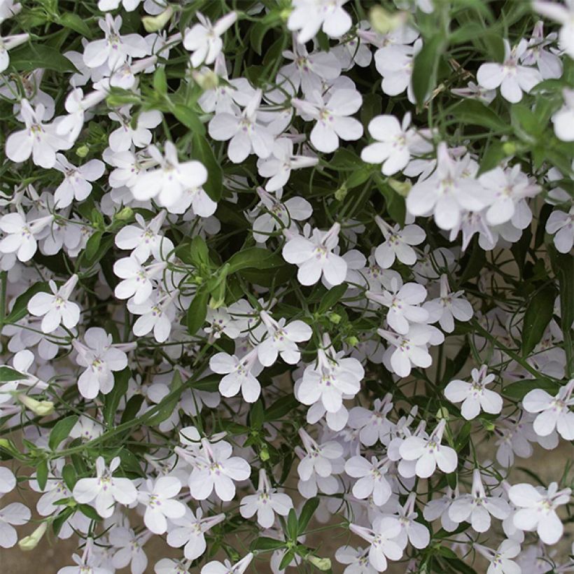 Lobelia Anabel Snow White - Hanglobelia (Flowering)