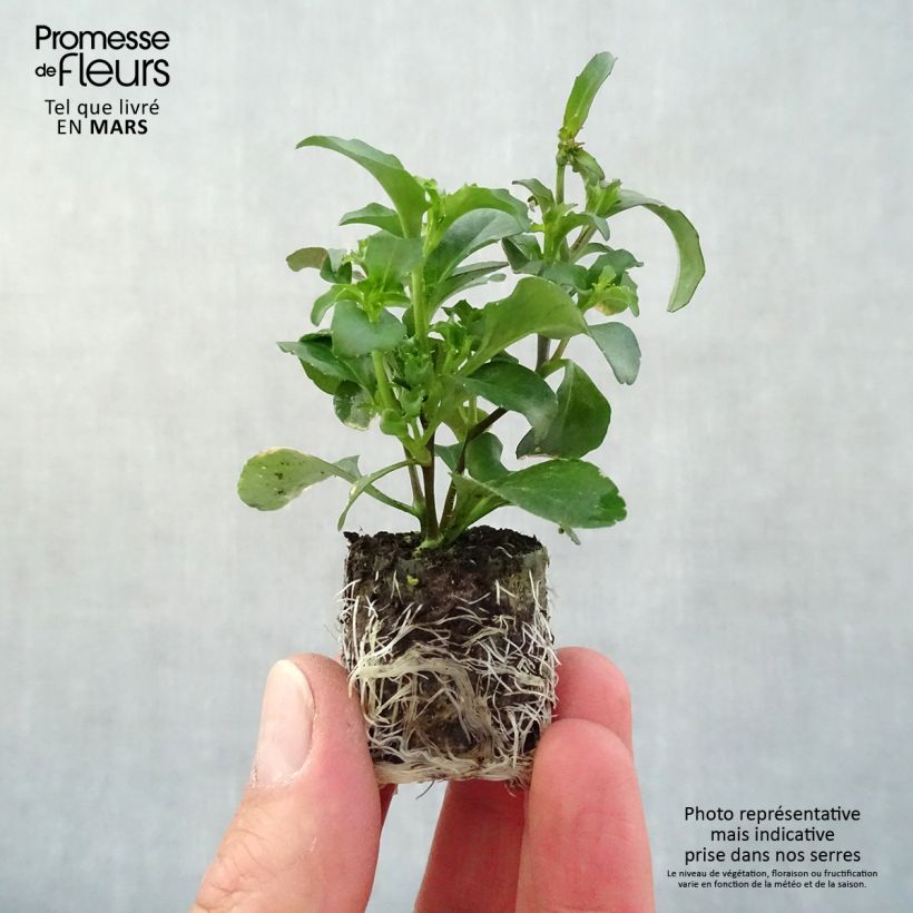 Example of Lobélia Purple Star Mini-mot Ø 3/4 cm as you get in printemps