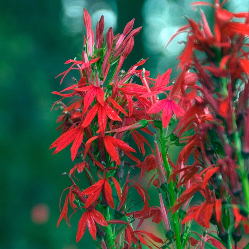 Lobelia cardinalis - Scharlaken lobelia (Bloei)