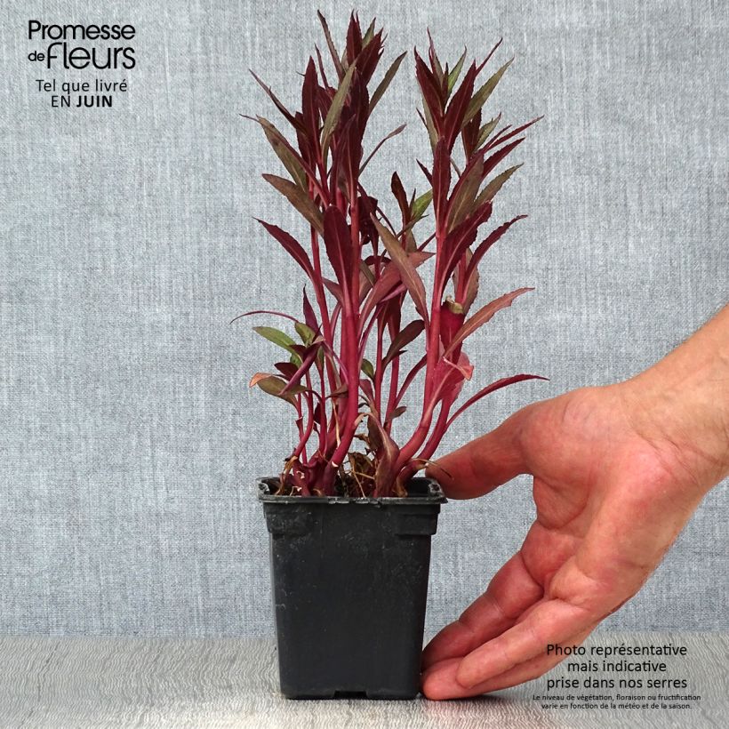 Exemplaar van Lobelia fulgens Queen Victoria - Scharlaken lobelia Kweekpotje van 7/8 cm zoals geleverd in de zomer