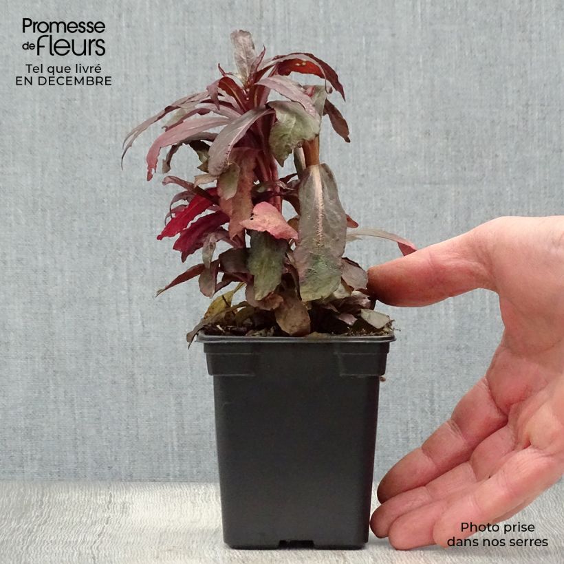 Example of Lobelia fulgens Queen Victoria - Scharlaken lobelia Kweekpotje van 7/8 cm as you get in hiver