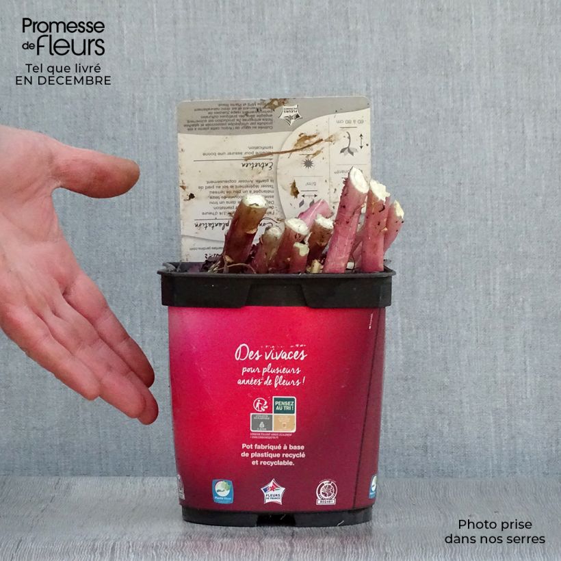 Example of Lobelia fulgens Queen Victoria - Scharlaken lobelia Pot van 2 l/3 l as you get in hiver