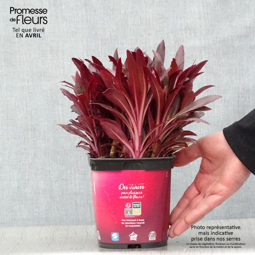 Exemplaar van Lobelia fulgens Queen Victoria - Scharlaken lobelia Pot van 2 l/3 l zoals geleverd in de lente