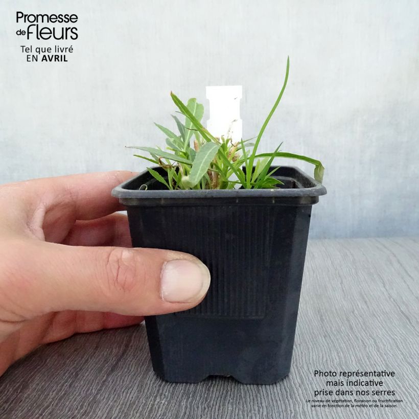 Exemplaar van Lobelia laxiflora - Lobelia Kweekpotje van 8/9 cm zoals geleverd in de lente