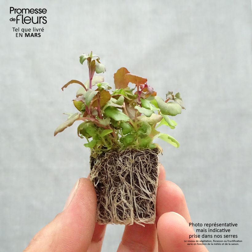 Example of Lobélia nain Crystal Palace Kluitplant: kluit 3,8 cm x 3,2 cm in een tray voor 16 planten as you get in printemps