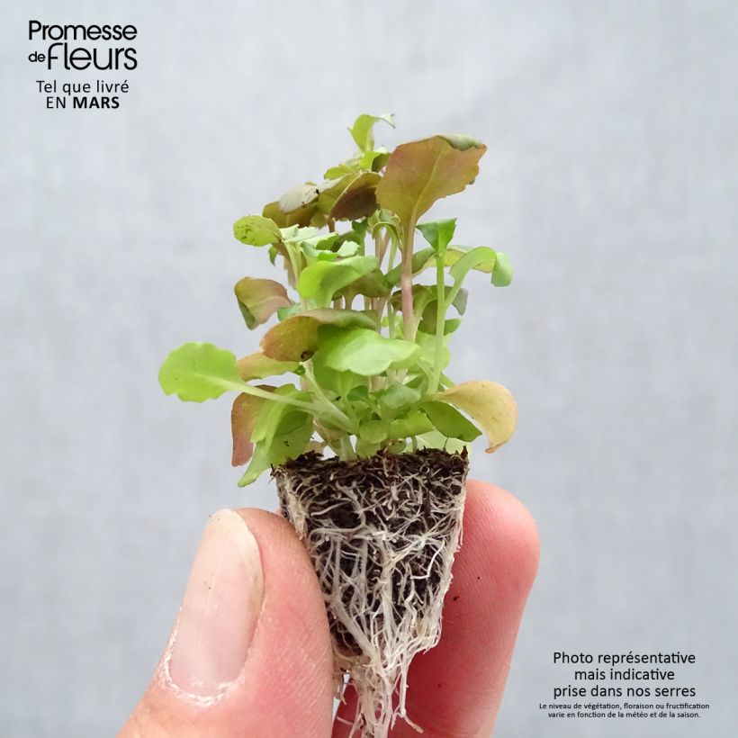 Example of Lobélia nain Crystal Palace Minimotte: kluitje van 2,2 cm x 2 cm in kweekplaat per 35 stuks as you get in printemps