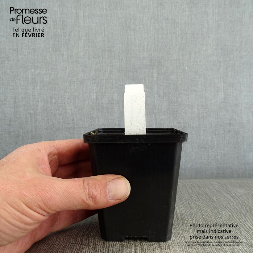 Example of Lobelia sessilifolia - Waterlobelia Kweekpotje van 8/9 cm as you get in hiver