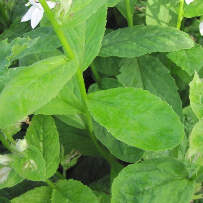 Lobelia siphilitica Alba - Virginische lobelia (Foliage)