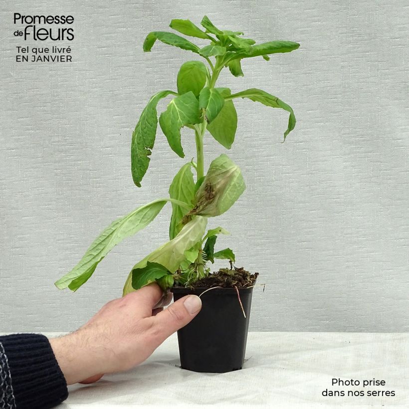 Example of Lobelia siphilitica Alba Kweekpotje van 8/9 cm as you get in hiver