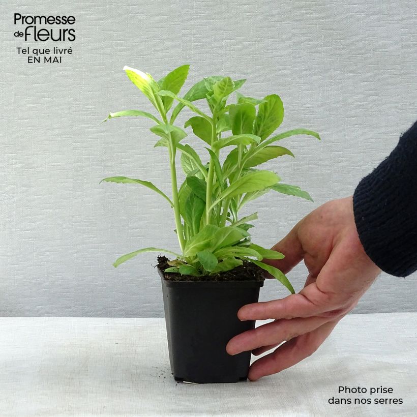 Exemplaar van Lobelia siphilitica Alba - Virginische lobelia Kweekpotje van 8/9 cm zoals geleverd in de lente