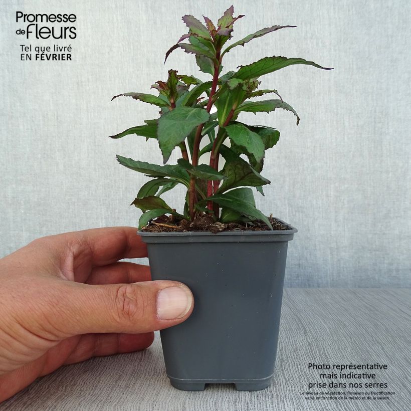 Exemplaar van Lobelia speciosa Fan Salmon - Scharlaken lobelia Kweekpotje van 8/9 cm zoals geleverd in de herfst