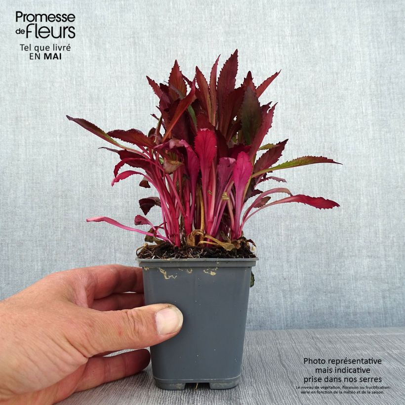 Exemplaar van Lobelia speciosa Fan Salmon - Scharlaken lobelia Kweekpotje van 8/9 cm zoals geleverd in de lente