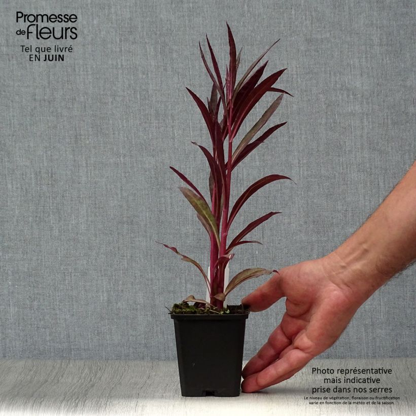 Exemplaar van Lobelia speciosa Russian Princess - Scharlaken lobelia Kweekpotje van 8/9 cm zoals geleverd in de zomer