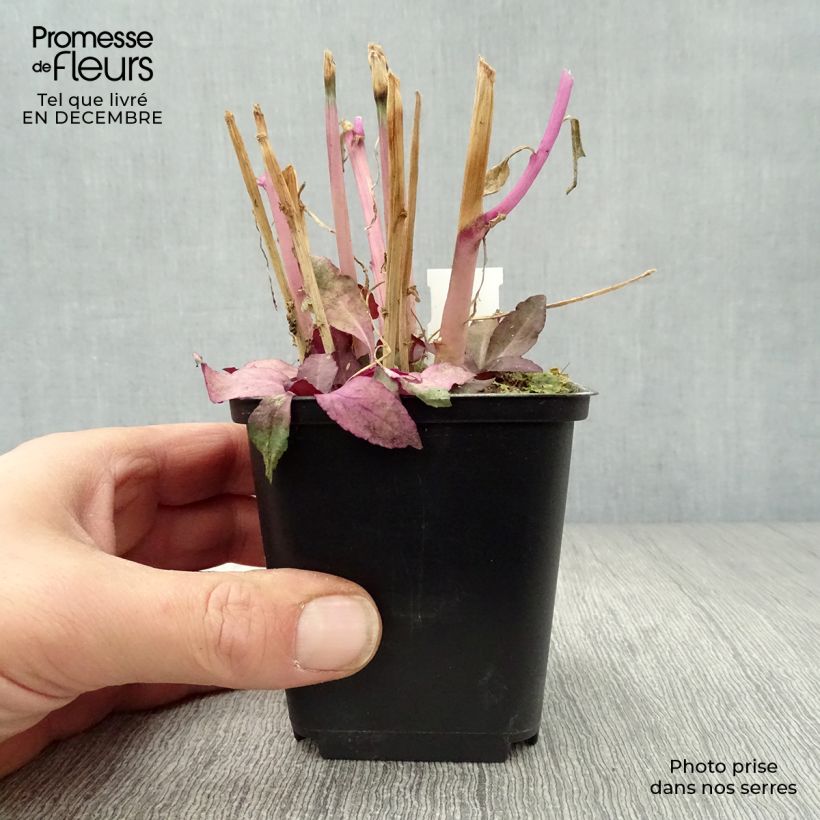 Example of Lobelia speciosa Russian Princess - Scharlaken lobelia Kweekpotje van 8/9 cm as you get in hiver