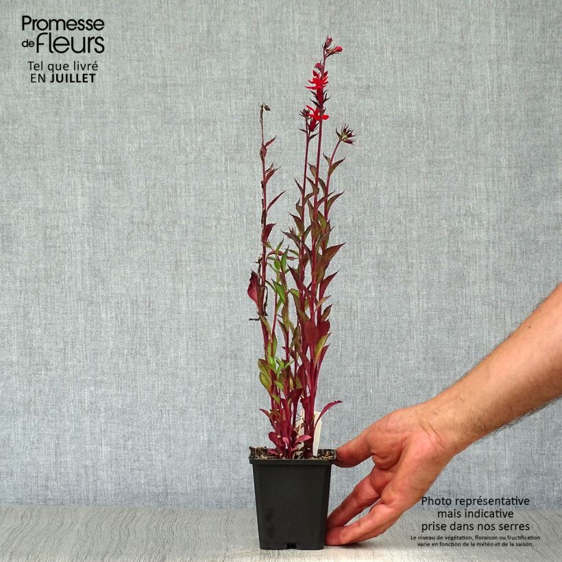 Exemplaar van Lobelia speciosa Starship Scarlet - Scharlaken lobelia Kweekpotje van 8/9 cm zoals geleverd in de zomer