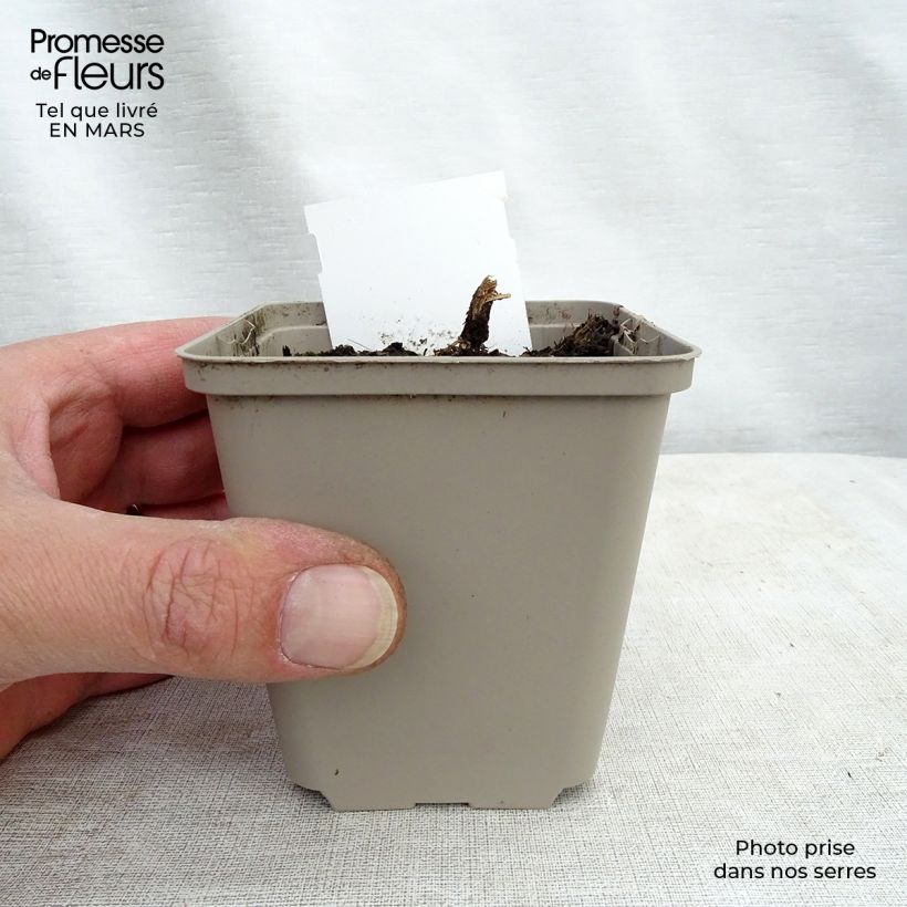 Example of Lobelia speciosa Tania Kweekpotje van 7/8 cm as you get in hiver