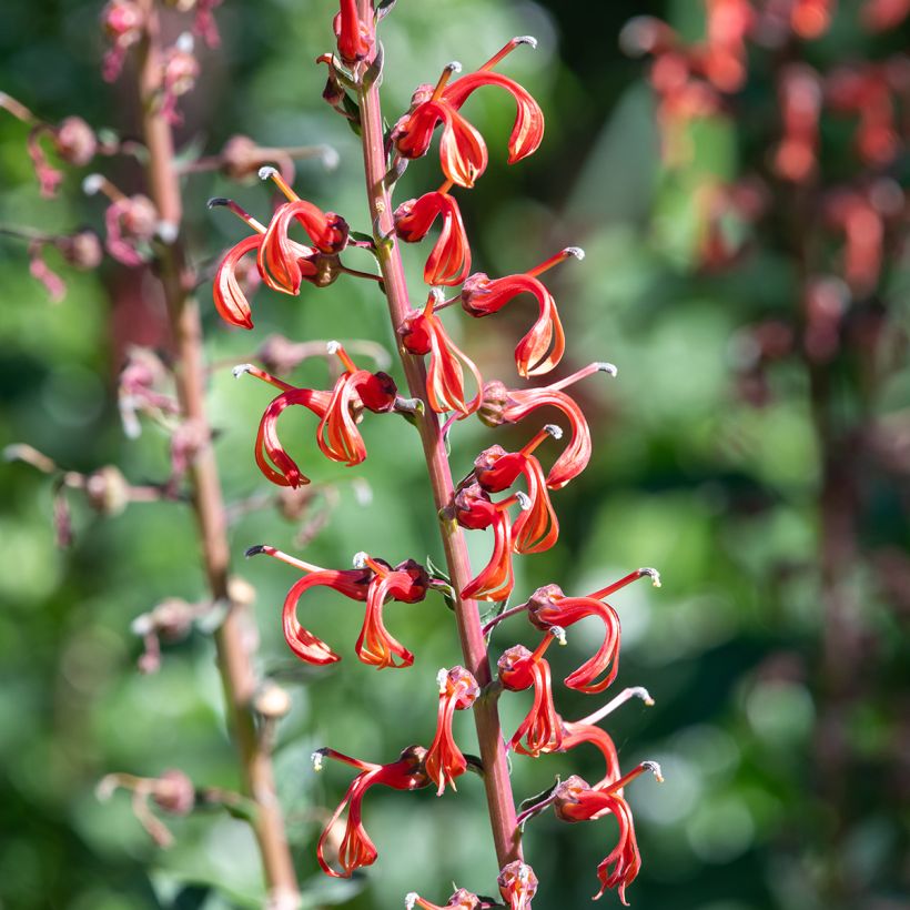 Lobelia tupa (zaad) - Lobelia (Bloei)