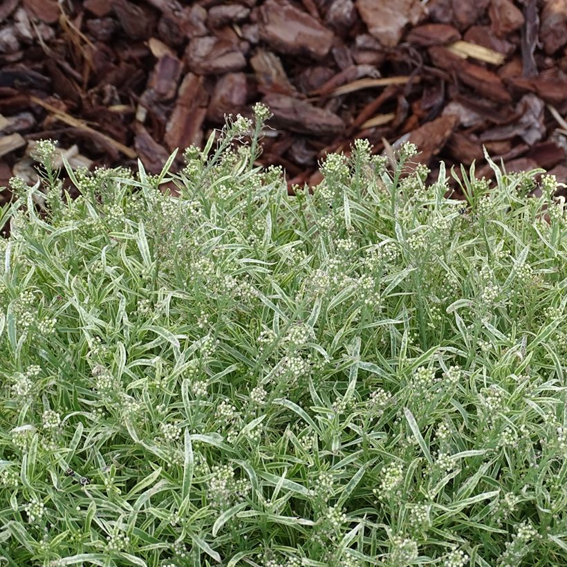 Lobularia maritima Primavera Princess - Zilverschildzaad (Blad)