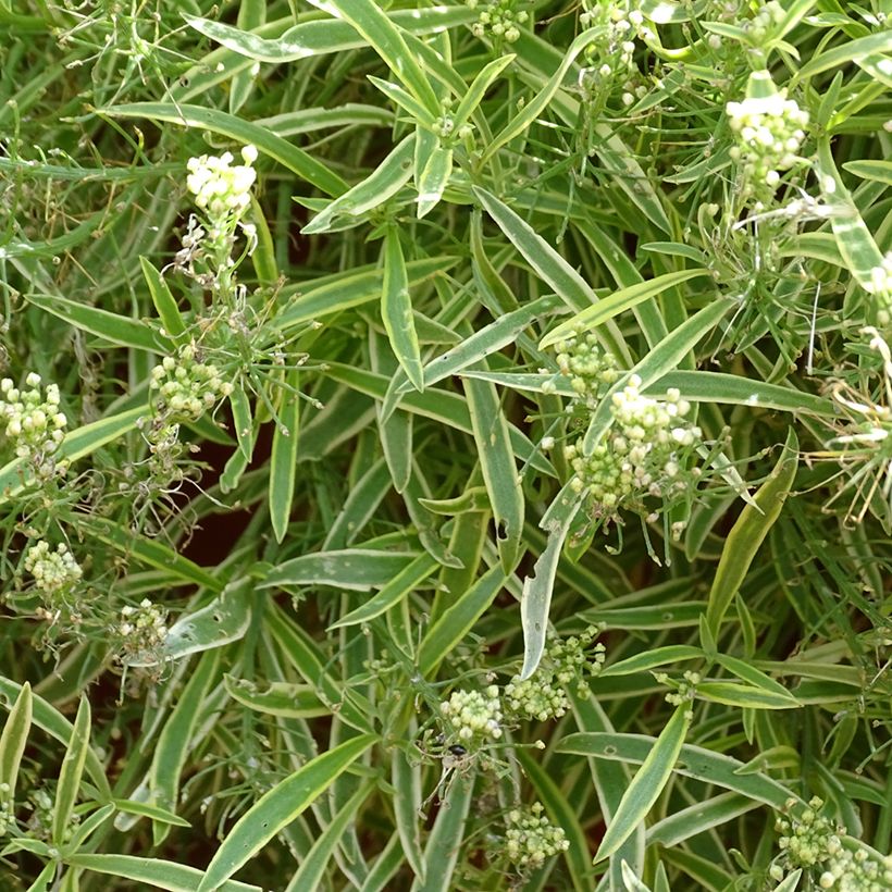 Lobularia maritima Primavera Princess - Zilverschildzaad (Bloei)