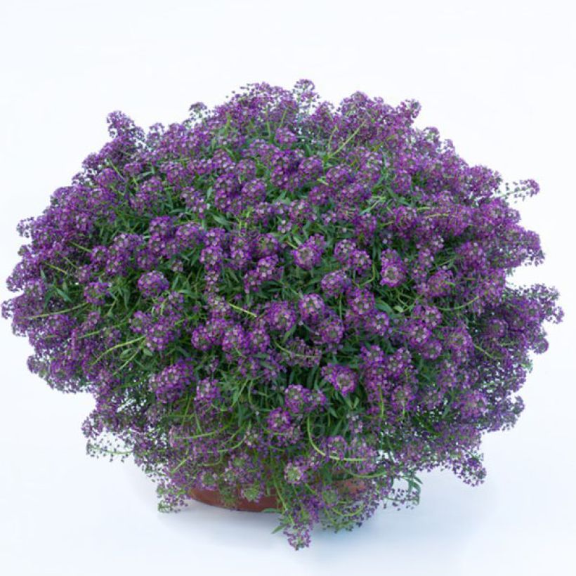 Lobularia maritima Princess in Purple - Zilverschildzaad (Plant habit)