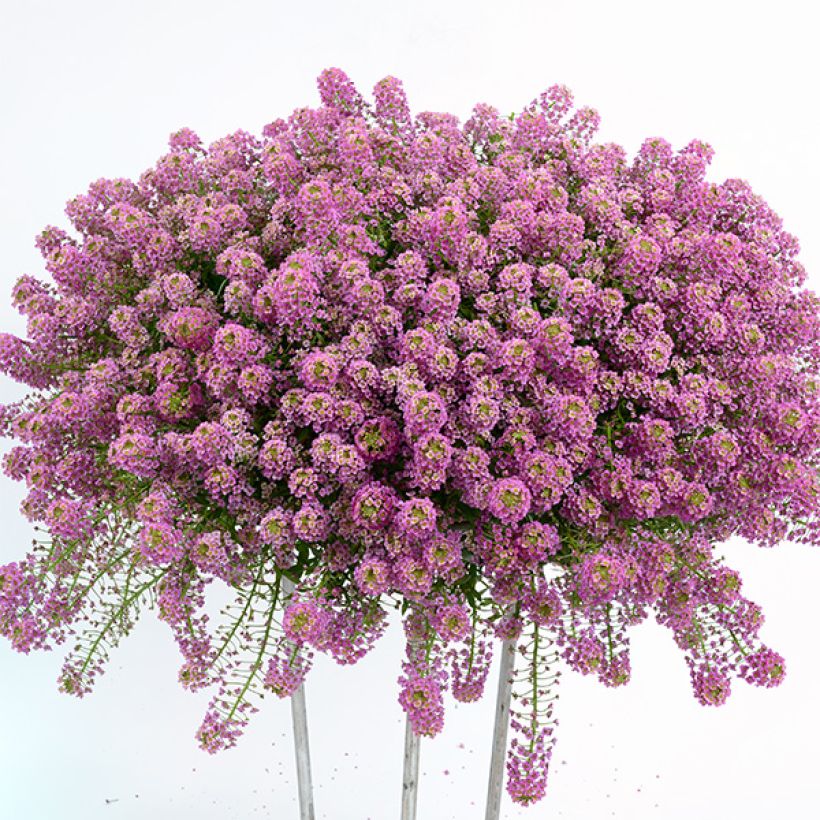 Lobularia Raspberry Stream - Zilverschildzaad (Plant habit)