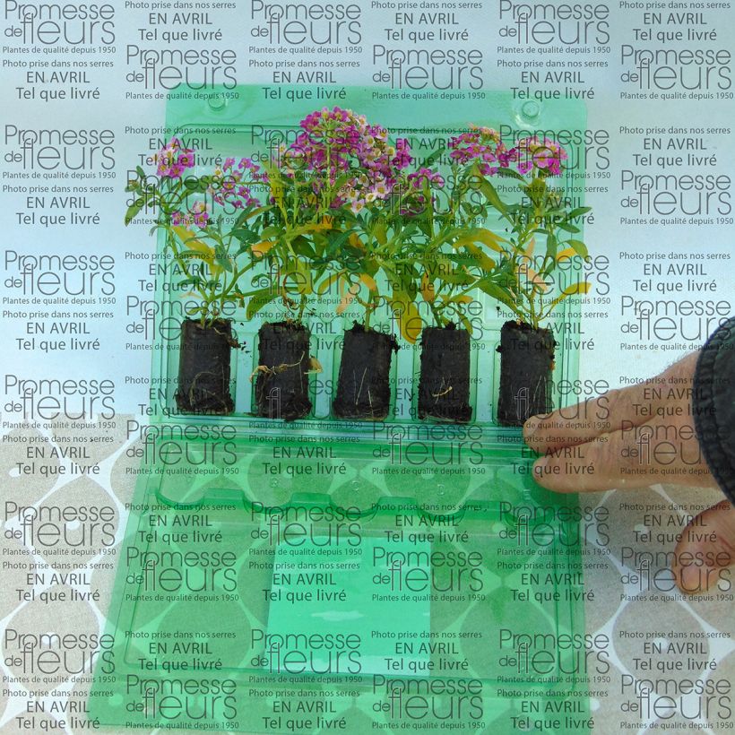 Example of Lobularia Raspberry Stream - Alysse odorant Mini-mot Ø 3/4 cm as you get