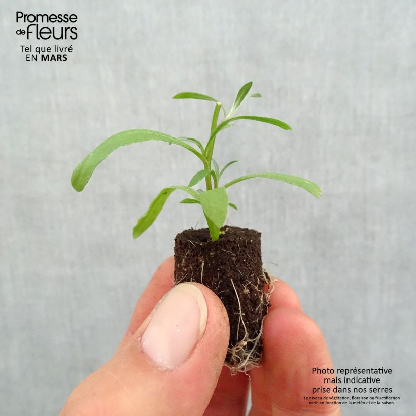 Example of Lobularia Snow Princess - Alysse odorant Mini-mot Ø 1,5/2,5 cm as you get in printemps