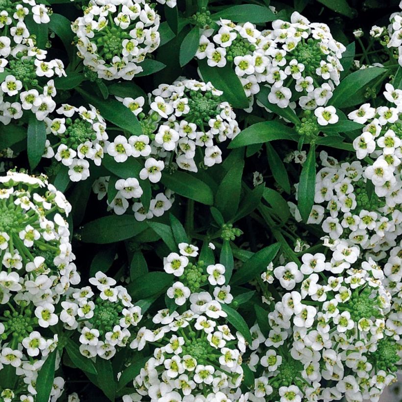 Lobularia maritima Snow Crystals - Zilverschildzaad (Foliage)